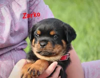Zarko, a male Rottweiler for sale in Manheim, PA – 3 of 9