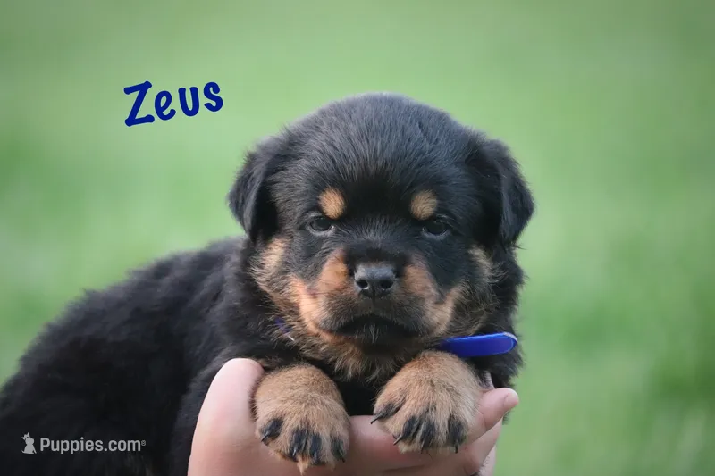 Zeus  – Rottweiler puppy for sale in Manheim, PA