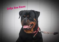 Steel, a male Rottweiler for sale in Manheim, PA – 5 of 6