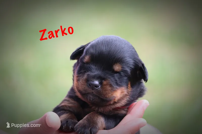 Zarko – Rottweiler puppy for sale in Manheim, PA