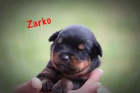 Zarko, a male Rottweiler for sale in Manheim, PA – 1 of 5