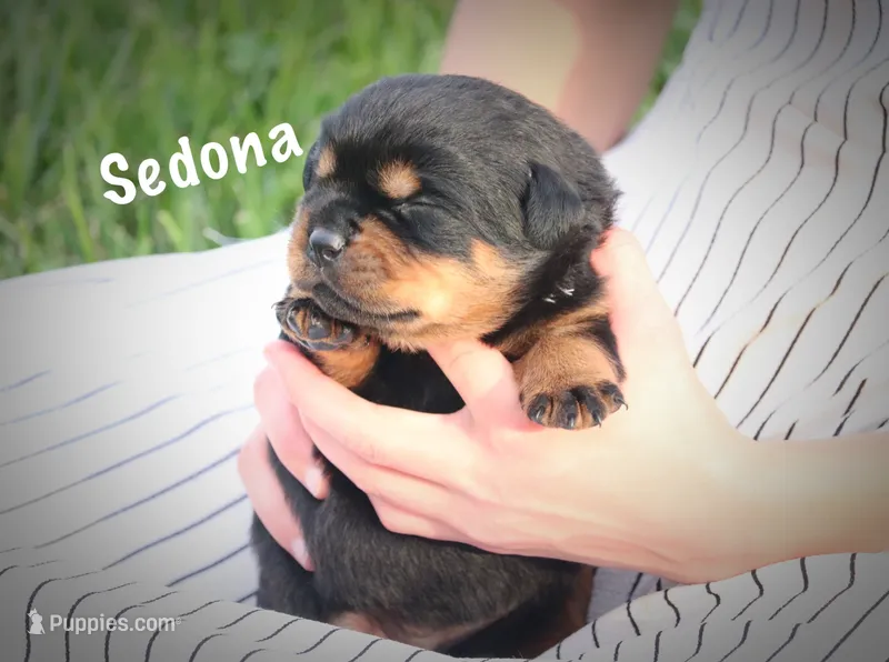 Sedona – Rottweiler puppy for sale in Manheim, PA