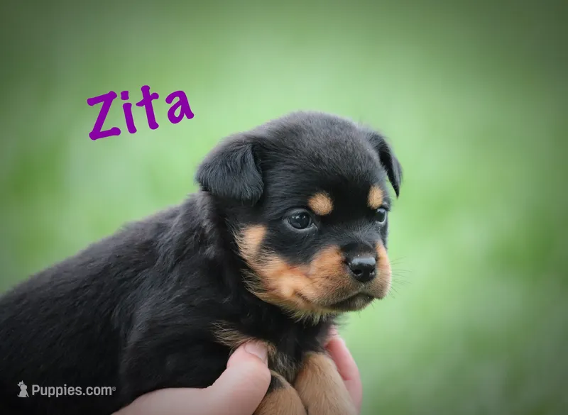 Zita – Rottweiler puppy for sale in Manheim, PA