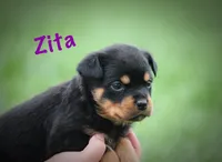 Zita, a female Rottweiler for sale in Manheim, PA – 4 of 10