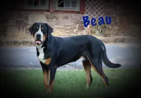 Nika, a female Greater Swiss Mountain Dog for sale in Manheim, PA – 5 of 7
