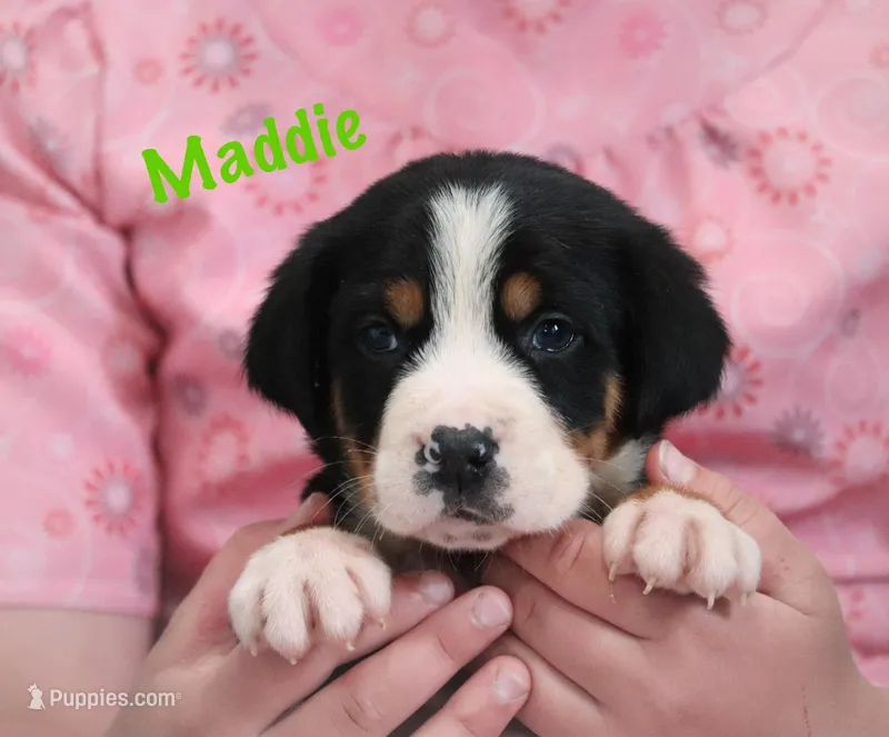 Maddie – Greater Swiss Mountain Dog puppy on hold in Manheim, PA
