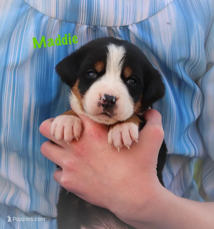 Maddie – Greater Swiss Mountain Dog puppy for sale in Manheim, PA