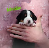 Maddie, a female Greater Swiss Mountain Dog for sale in Manheim, PA – Photo 2 of 4