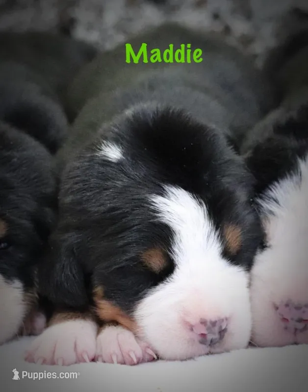 Maddie – Greater Swiss Mountain Dog puppy for sale in Manheim, PA