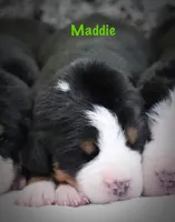 Maddie, a female Greater Swiss Mountain Dog for sale in Manheim, PA – Photo 1 of 2