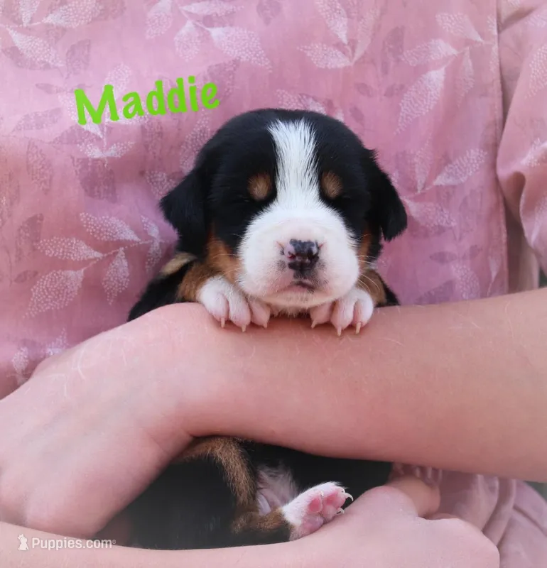 Maddie – Greater Swiss Mountain Dog puppy for sale in Manheim, PA