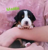 Maddie, a female Greater Swiss Mountain Dog for sale in Manheim, PA – Photo 1 of 4