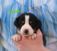 Maddie, a female Greater Swiss Mountain Dog for sale in Manheim, PA – 6 of 10