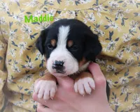 Maddie, a female Greater Swiss Mountain Dog for sale in Manheim, PA – 3 of 10