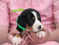 Maddie, a female Greater Swiss Mountain Dog for sale in Manheim, PA – 2 of 10