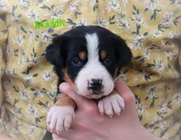 Maddie, a female Greater Swiss Mountain Dog for sale in Manheim, PA – 4 of 10