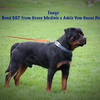 Charlie, a male Rottweiler for sale in Manheim, PA – Photo 9 of 10