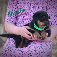 Charlie, a male Rottweiler for sale in Manheim, PA – Photo 8 of 10
