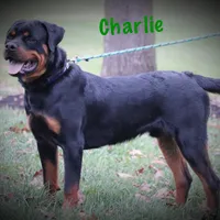 Charlie, a male Rottweiler for sale in Manheim, PA – Photo 4 of 10