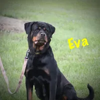 Charlie, a male Rottweiler for sale in Manheim, PA – Photo 10 of 10