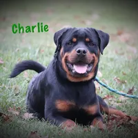 Charlie, a male Rottweiler for sale in Manheim, PA – Photo 1 of 10