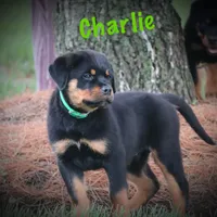 Charlie, a male Rottweiler for sale in Manheim, PA – Photo 5 of 10