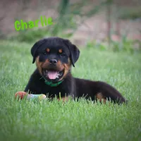 Charlie, a male Rottweiler for sale in Manheim, PA – Photo 6 of 10