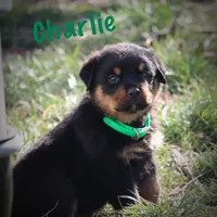 Charlie, a male Rottweiler for sale in Manheim, PA – Photo 7 of 10