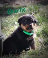 processed/589cc48f-b404-4713-afb8-99658cbc7a20/listing/9c1905f2-9b24-4e3a-bcb1-0d257776626e/bd9c6c33-5935-4a80-a3e8-59518cd3fe82