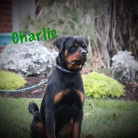 Charlie, a male Rottweiler for sale in Manheim, PA – Photo 3 of 10