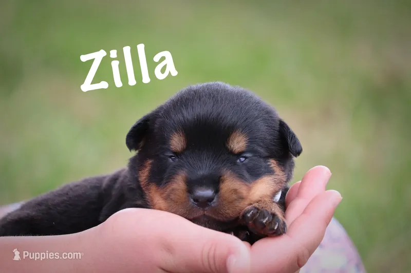 Zilla  – Rottweiler puppy for sale in Manheim, PA