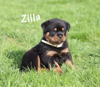 Zilla , a female Rottweiler for sale in Manheim, PA – 2 of 10