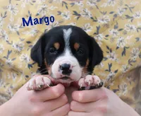 Margo, a female Greater Swiss Mountain Dog for sale in Manheim, PA – 3 of 10