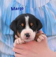 Margo, a female Greater Swiss Mountain Dog for sale in Manheim, PA – 6 of 10