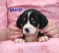 Margo, a female Greater Swiss Mountain Dog for sale in Manheim, PA – 2 of 10