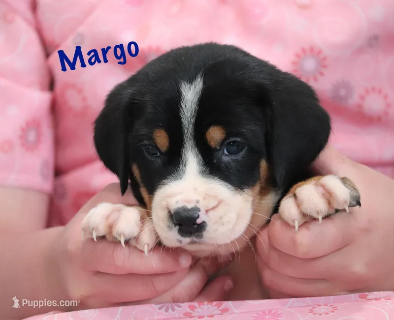 Margo – Greater Swiss Mountain Dog puppy on hold in Manheim, PA