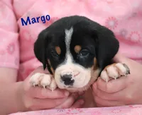 Margo, a female Greater Swiss Mountain Dog for sale in Manheim, PA – 1 of 10