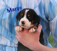 Margo, a female Greater Swiss Mountain Dog for sale in Manheim, PA – 7 of 10