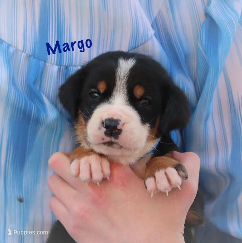 Margo – Greater Swiss Mountain Dog puppy for sale in Manheim, PA