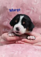 Margo, a female Greater Swiss Mountain Dog for sale in Manheim, PA – Photo 3 of 5
