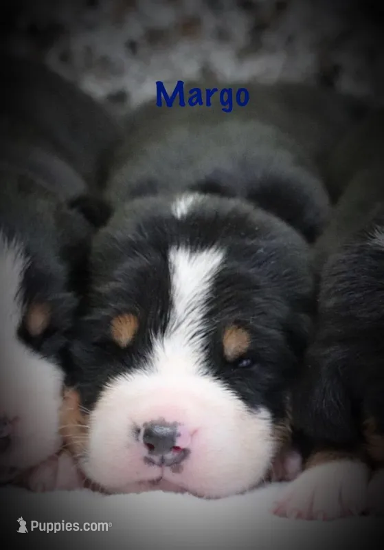 Margo – Greater Swiss Mountain Dog puppy for sale in Manheim, PA