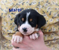 Margo, a female Greater Swiss Mountain Dog for sale in Manheim, PA – 4 of 10