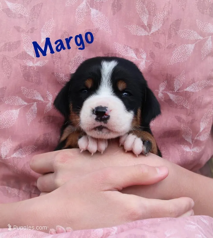 Margo – Greater Swiss Mountain Dog puppy for sale in Manheim, PA