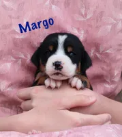 Margo, a female Greater Swiss Mountain Dog for sale in Manheim, PA – Photo 1 of 5