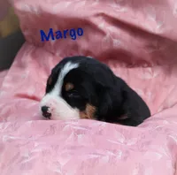 Margo, a female Greater Swiss Mountain Dog for sale in Manheim, PA – Photo 2 of 5