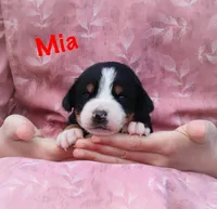 Mia, a female Greater Swiss Mountain Dog for sale in Manheim, PA – Photo 2 of 5
