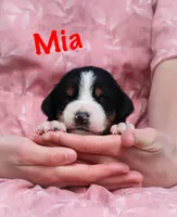 Mia, a female Greater Swiss Mountain Dog for sale in Manheim, PA – Photo 1 of 5