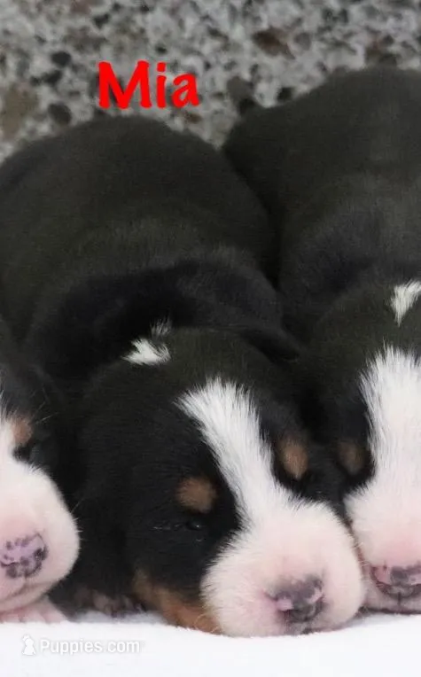 Mia – Greater Swiss Mountain Dog puppy for sale in Manheim, PA