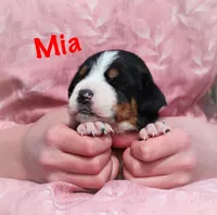 Mia, a female Greater Swiss Mountain Dog for sale in Manheim, PA – Photo 3 of 5