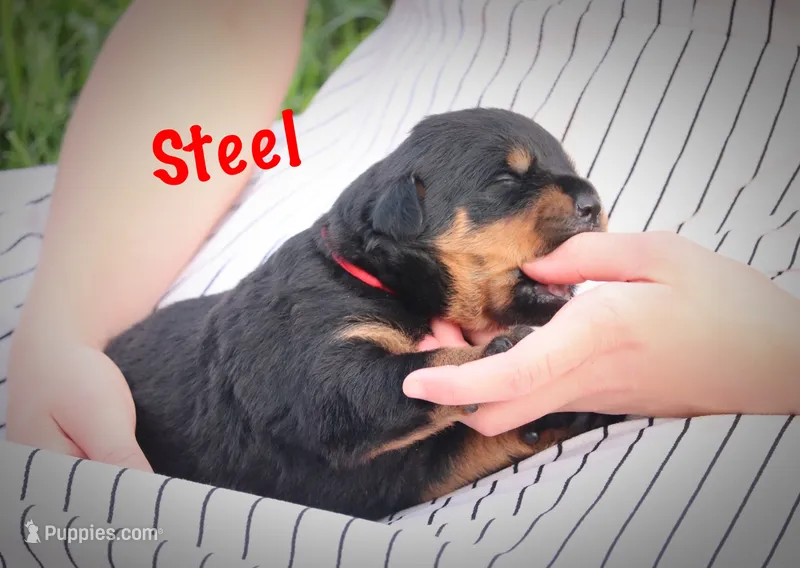 Steel – Rottweiler puppy for sale in Manheim, PA